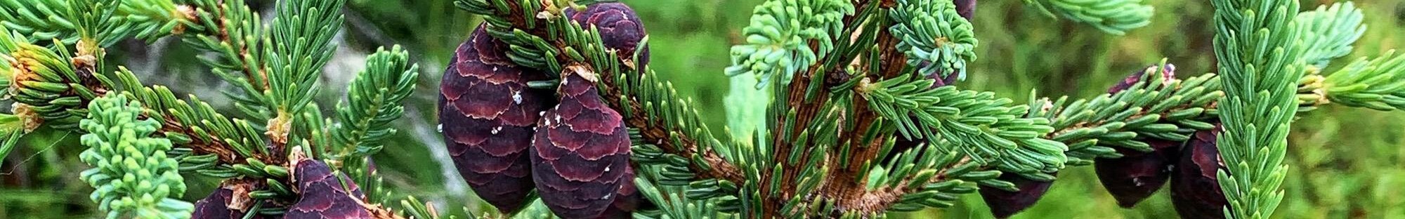 Close up shot of pine cones